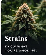 Strains