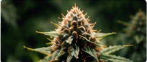 Cannabis flower